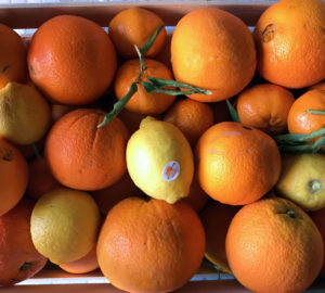 Le Arance Biologiche Siciliane: Azienda Agricola Chimera 