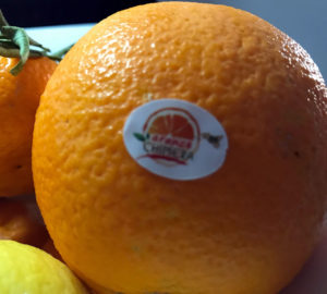 Le Arance Biologiche Siciliane: Azienda Agricola Chimera 