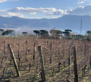 Cantine del Vesuvio Russo Family Winery